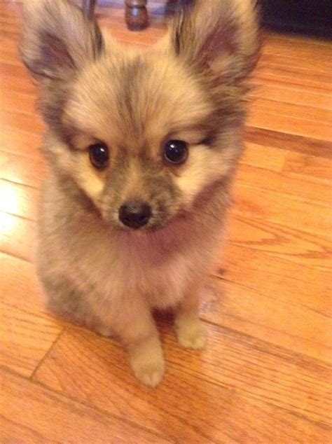 Teacup Pomeranian yorkie mix. It's pretty cute his name is Bo | Cute animals, Puppies, Yorkie