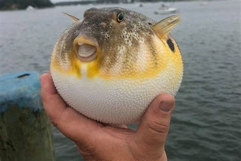 Wareham Puffer Fish is All Smiles at Onset Pier