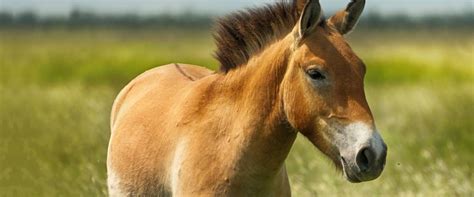 Przewalski’s Horse – Riding Away from Extinction | Morris Animal Foundation