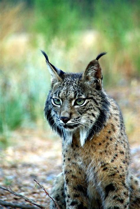 Iberian Lynx (Lynx pardinus). Likely the most endangered species of felid in the world. | Grote ...