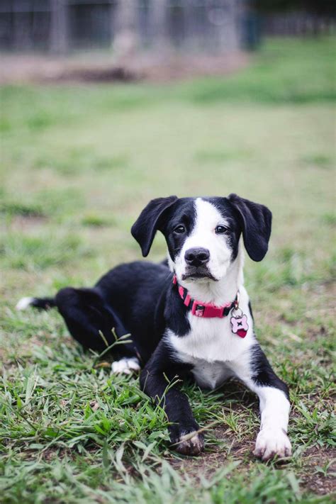 Our borador olive! I'm pretty sure she's boarder collie because the coat and lab because the ...