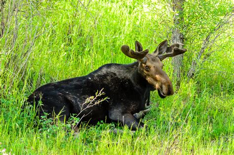 Grand Teton Moose - Michael McAuliffe Photography