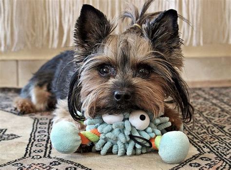 Yorkie - Mix | Dog Breed Information – Neckly Store | Yorkie puppy for sale, Yorkie, Lazy dog breeds