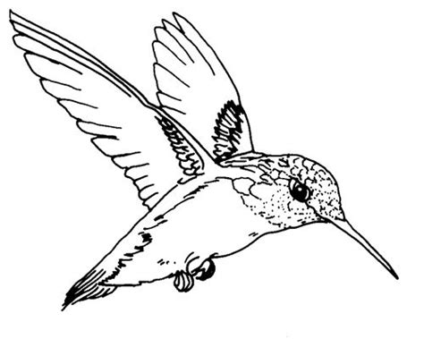 TPWD Kids: Ruby-throated Hummingbird | Bird coloring pages, Hummingbird ...