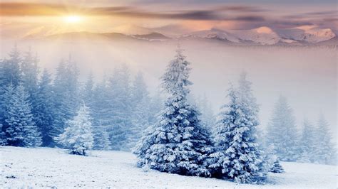 Snow Trees Wallpapers - Top Free Snow Trees Backgrounds - WallpaperAccess