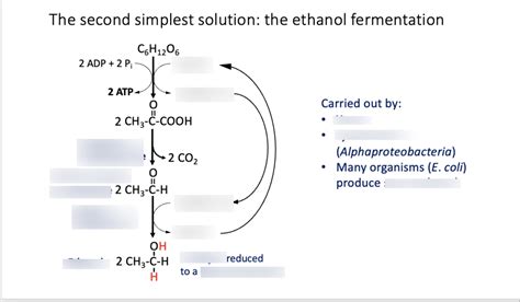 lecture 22 - ethanol fermentation breakdown Diagram | Quizlet