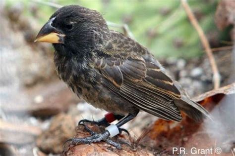 The Finch That Lost Its Way … And Started Its Own Species - Innovation ...