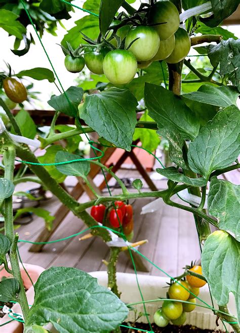 Tomatoes | Container gardening vegetables, Kitchen garden, Tomato