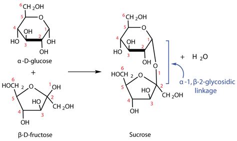 Glycosidic Bond Formation