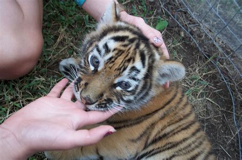 babytiger eating my sister | Animals, Cute, Funny