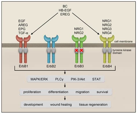 Cells | Free Full-Text | EGFR Signaling in Lung Fibrosis