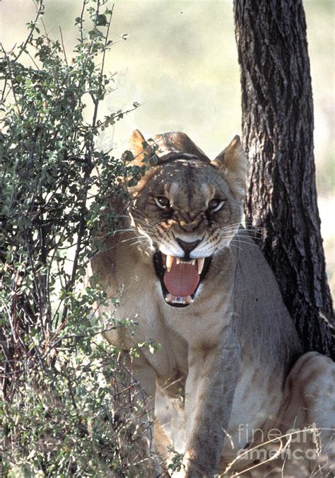 Lioness Roaring Photograph by Mark Newman