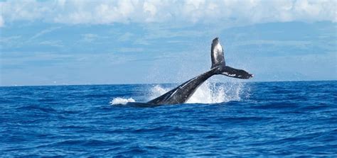 Whale Sounds | Free Sound Effects | Animal Sounds