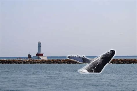 Wait, People Actually Believe There are Whales in Lake Michigan?