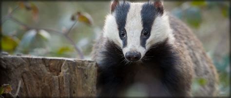 The Staffordshire Badger Conservation Group