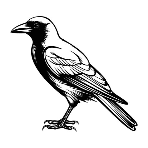 Crows silhouette, Crows mascot logo, Crows Black and White Animal ...