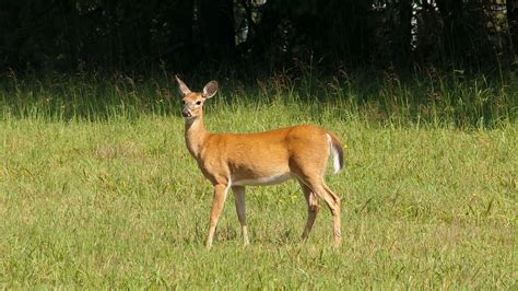 What Is A Female Deer Called? (All Names Explained)