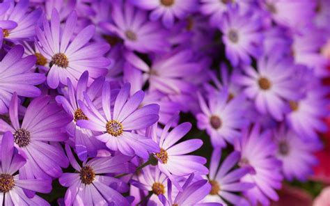 Purple Flowers Wallpapers - Wallpaper Cave