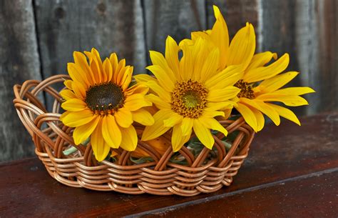 Baskets Of Flowers Sunflower Free Stock Photo - Public Domain Pictures