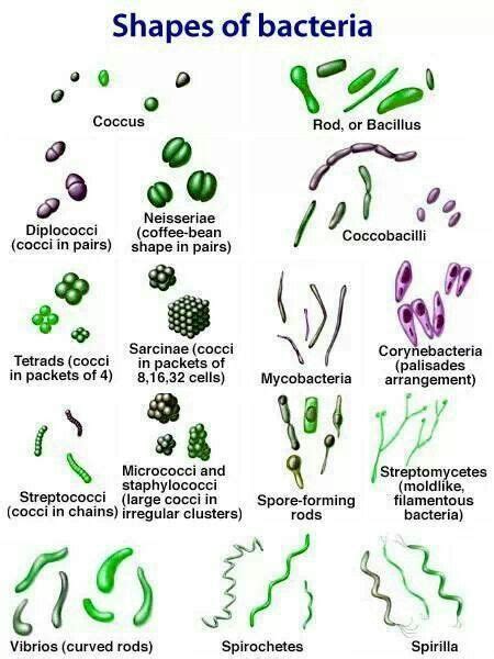 Microbiology.... : r/biology