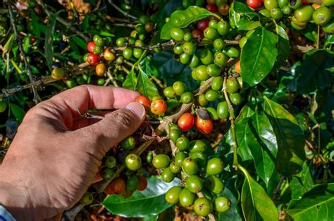 Harvesting Coffee - Espresso & Coffee Guide