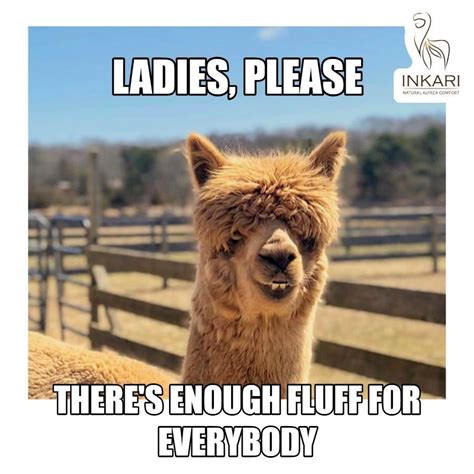 🦙🤣 ALPACA MEME 🤣 🦙 😁 Love is in the air 😁 🤪 Addicted to alpacas too?! Join the @inkari.alpaca ...