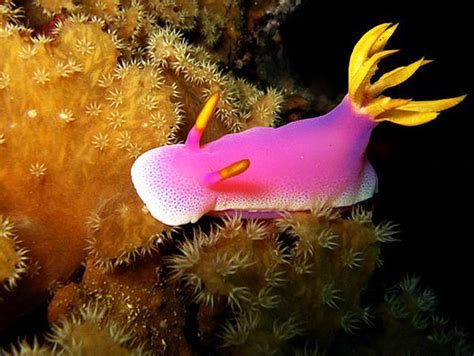 Yellow & Pink Sea Slug | Sea creatures, Sea slug, Underwater sea