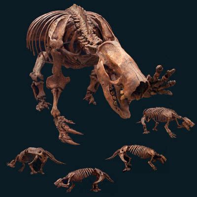 Mylodon Ground Sloth Skeleton Replica | DINOSAURS ROCK SUPERSTORE | Fossil & Mineral Specimens