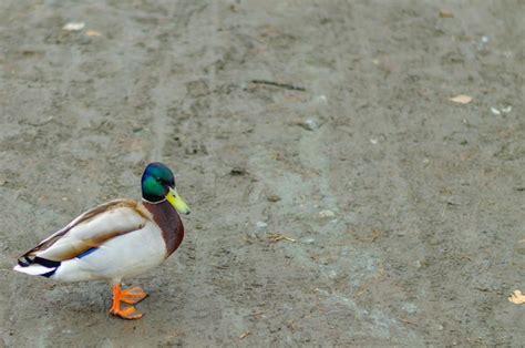 Premium Photo | A duck with a green head and green bill stands on a wet ...