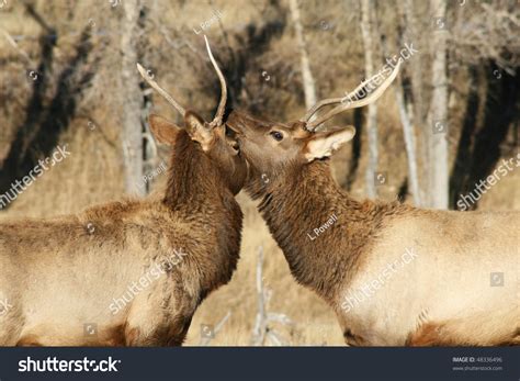 Two Bull Elk Fighting Stock Photo 48336496 : Shutterstock