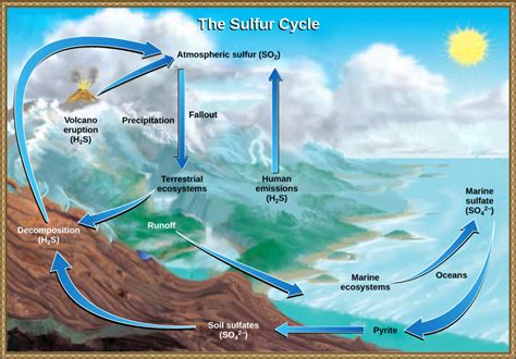 The Sulfur Cycle | Biology for Majors II