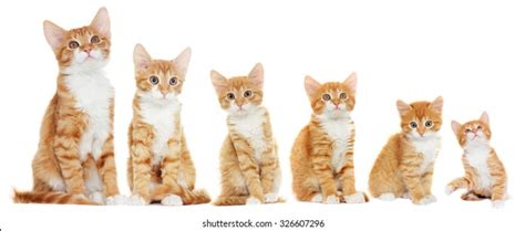 14,597 Cats Growth Images, Stock Photos & Vectors | Shutterstock