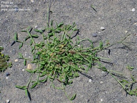 Large crabgrass | PACE Turf Photo Gallery