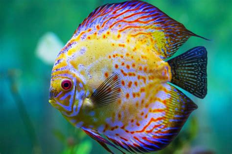 Top 10 Most Beautiful Colorful Fish Types