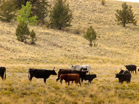 Open range cattle stock photo. Image of cattle, green - 255968044