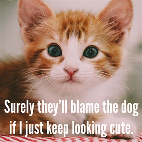 Veterinary Humor: 7 Funny Captions for Stock Cat Photos | LifeLearn Inc.