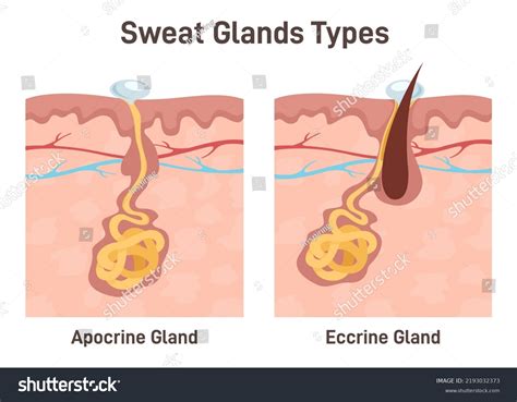 31,082 Anatomy Glands Images, Stock Photos & Vectors | Shutterstock