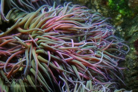 sea anemone colors | Sea anemone, Anemone, Underwater world