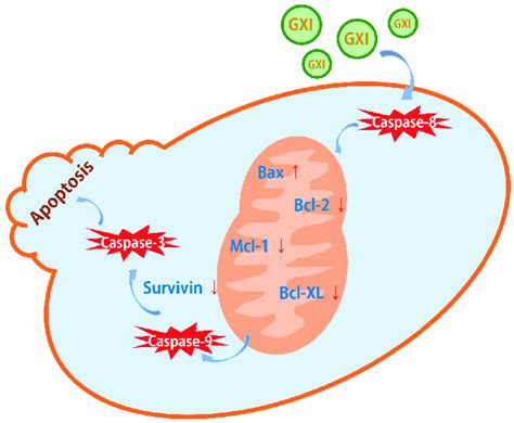 GXI-induced apoptosis via the mitochondrial pathway. | Download ...