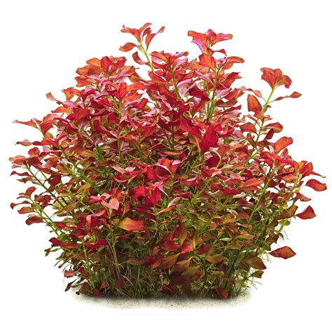 Ludwigia repens - in Vitro | Aquasabi - Aquascaping Shop