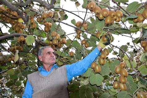 Mehr News Agency - Kiwi fruit harvest in northern Iran