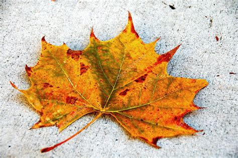 Canada Maple Leaf Fall Season — Stock Photo © Nikonite #1300221