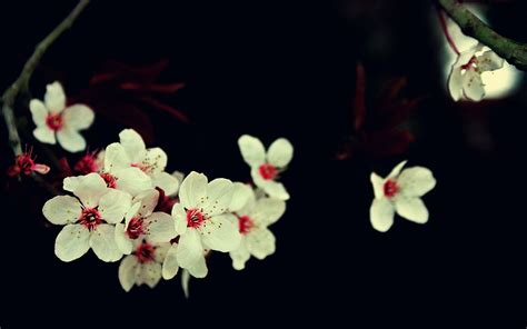 #cherry blossom, #flowers, #white flowers, #macro wallpaper White ...