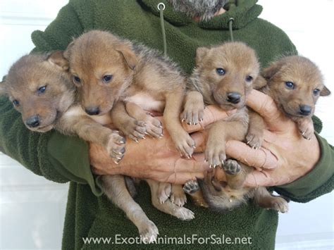 Coyote pups for Sale