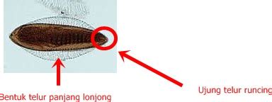 Siklus Hidup dan Morfologi Anopheles sp - filter air - pernjernih air ...