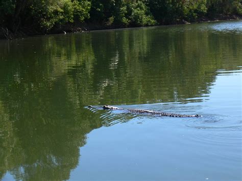 Fitzroy River - freshwater crocodile | Swimming freshwater c… | Flickr