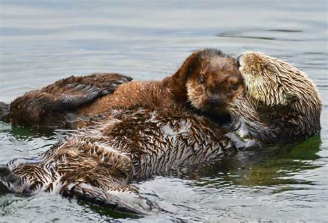 The Marine Mammal Center | Sea Otters