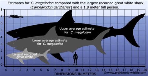 Megalodon vs Great White Shark Size | Tubarão