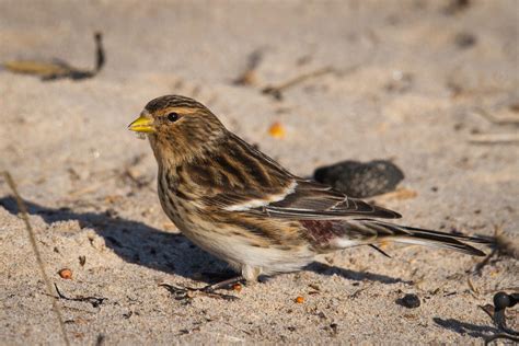 TrogTrogBlog: Bird of the week - Twite