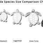 2 Map of Critical Habitat Units for the Northwest Atlantic Loggerhead ...